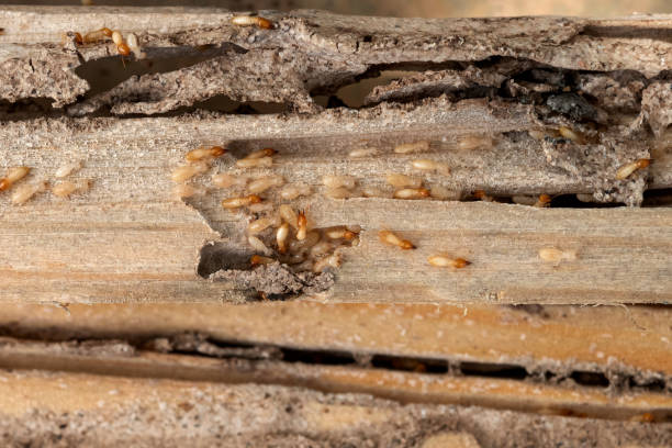 Best Termite Control Services  in Malmstrom Af, MT